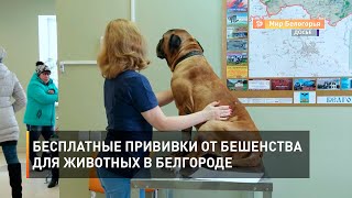 Бесплатные прививки от бешенства для животных в Белгороде