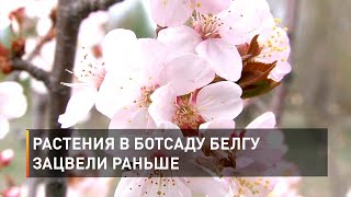 Растения в ботсаду БелГУ зацвели раньше