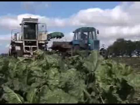 На белгородских сахзаводах получена первая продукция из урожая этого года