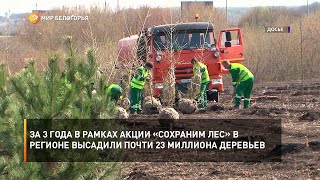 За 3 года в рамках акции «Сохраним лес» в регионе высадили почти 23 миллиона деревьев