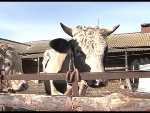 Нелегальный «рогатый» груз в Грайвороне
