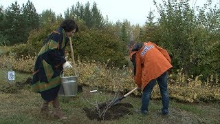 В Белгороде появилась журналистская аллея сирени