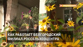 Как работает Белгородский филиал Россельхозцентра