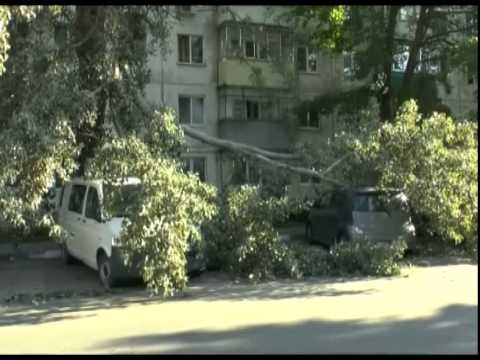В Белгороде на четыре автомобиля упало дерево