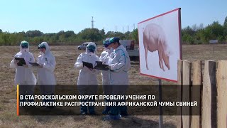 В Старооскольском округе провели учения по профилактике распространения африканской чумы свиней