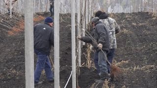 Новые сады закладываются в Белгородской области