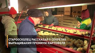 Староосколец рассказал о секретах выращивания премиум-картофеля