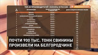 Почти 900 тыс. тонн свинины произвели на Белгородчине в 2019 году