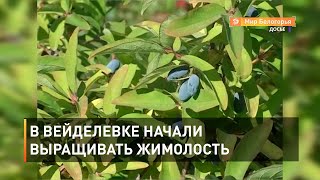 В Вейделевке начали выращивать жимолость
