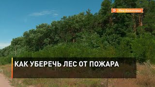 Как уберечь лес от пожара