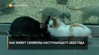 Как живут символы наступающего 2023 года