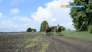 Конный пробег проведут в Корочанском районе