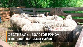 Фестиваль «Золотое руно» в Волоконовском районе 