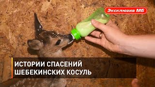 Истории спасений шебекинских косуль