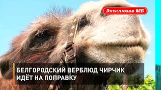 Белгородский верблюд Чирчик идёт на поправку