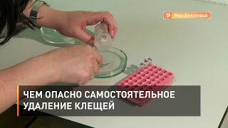 Чем опасно самостоятельное удаление клещей