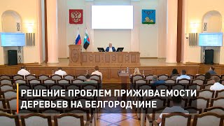 Решение проблем приживаемости деревьев на Белгородчине