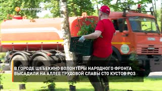В городе Шебекино волонтёры Народного фронта высадили на Аллее трудовой славы сто кустов роз