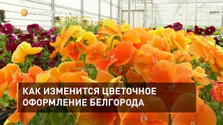 Как изменится цветочное оформление Белгорода