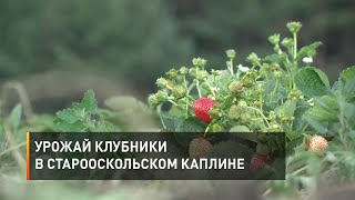 Урожай клубники в старооскольском Каплине