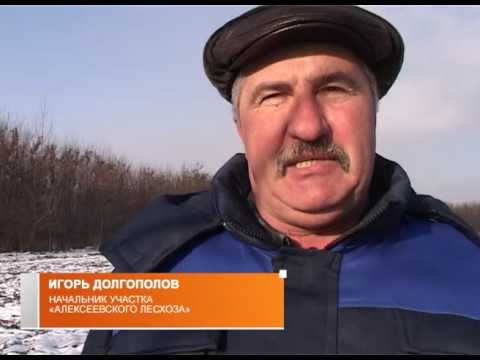 Лучший лесной питомник России 