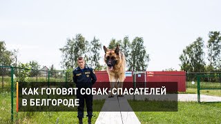 Как готовят собак-спасателей в Белгороде