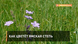 Как цветёт Ямская степь