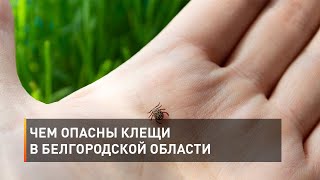 Чем опасны клещи в Белгородской области