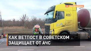 Как ветпост в Советском защищает от АЧС