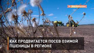 Как продвигается посев озимой пшеницы в регионе