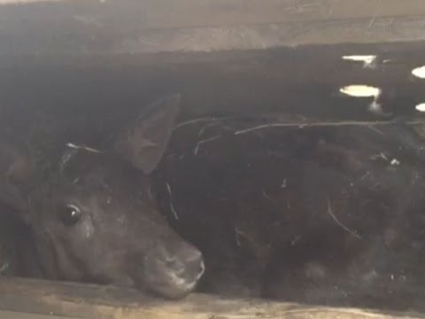 Контрабандные косули