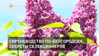 Сиреневодство по-белгородски: секреты селекционеров