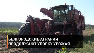 Белгородские аграрии продолжают уборку урожая