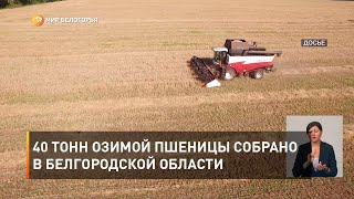 40 тонн озимой пшеницы собрано в Белгородской области
