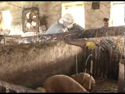 Цены на свинину в Белгородской области остаются стабильными