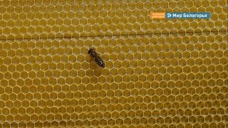 Использование пестицидов возьмут под контроль