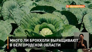 Много ли брокколи выращивают в Белгородской области