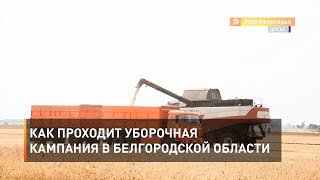 Как проходит уборочная кампания в Белгородской области 