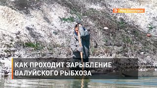 Как проходит зарыбление валуйского рыбхоза