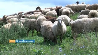 Почему в алексеевской Репенке так много овец 