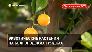 Экзотические растения на белгородских грядках  