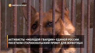 Активисты «Молодой Гвардии» Единой России посетили Старооскольский приют для животных