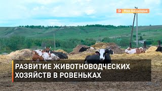 Развитие животноводческих хозяйств в Ровеньках