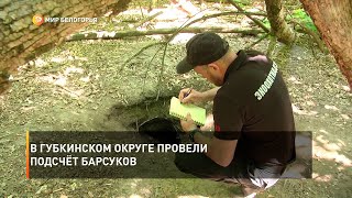 В Губкинском округе провели подсчёт барсуков