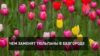Чем заменят тюльпаны в Белгороде