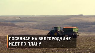 Посевная в Белгородской области идет по плану