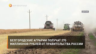 Белгородские аграрии получат 270 миллионов рублей от правительства России
