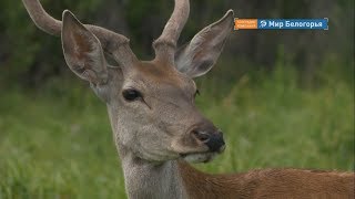 Лесной олень подружился с белгородскими коровами