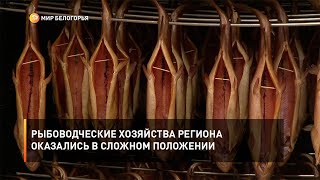 Рыбоводческие хозяйства региона оказались в сложном положении