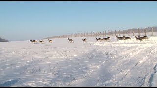Разводить ланей начали в Белгородской области